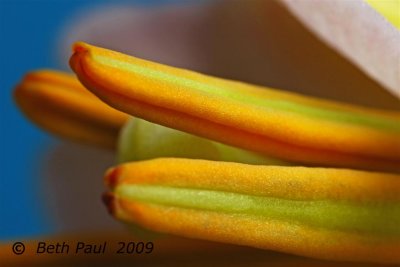 Macro - Tiger Lily
