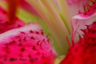 Macro - Tiger Lily
