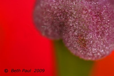Macro - Tiger Lily