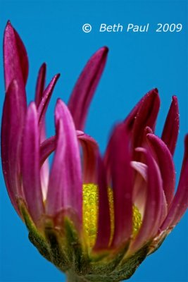 Macro - Purple Daisy