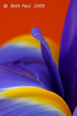 Macro - Purple Iris