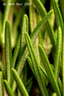 Macro - Rosemary