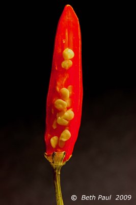 Macro - Hot Chilli