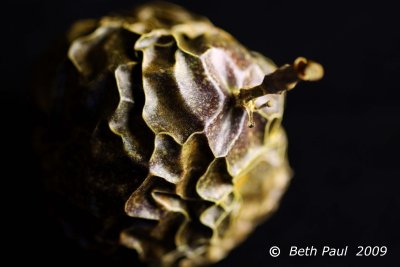 Macro - Passion Fruit