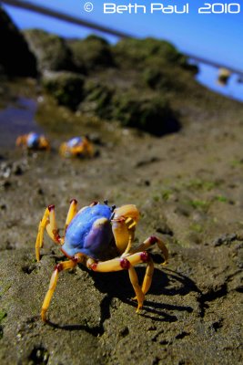 Sandgate Soldier Crabs