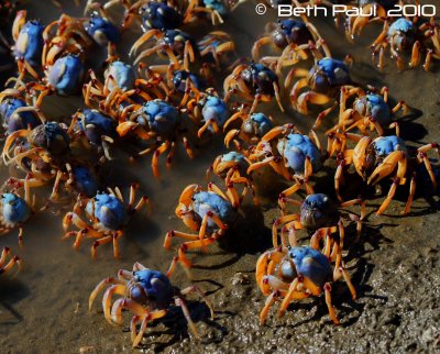 Sandgate Soldier Crabs
