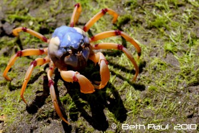 Sandgate Soldier Crabs
