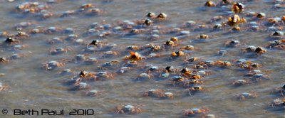 Sandgate Soldier Crabs