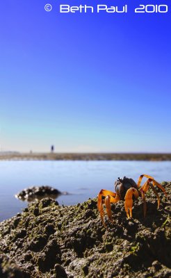 Soldier Crabs @ Sandgate
