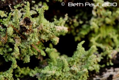 Moss growing on the old dam wall