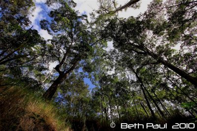 Ghost Hole Mine  - Mount Coot-tha 2010