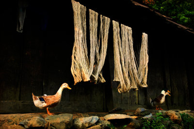 Drying hemp for weaving.  Sapa