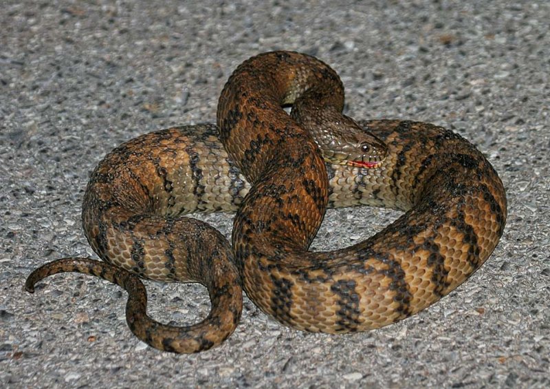 Northern Diamond-backed Watersnake