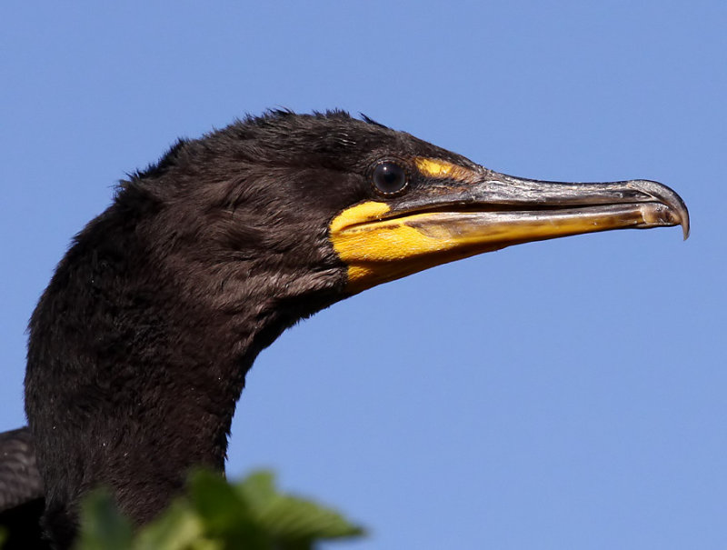 Double-crested Cormorant