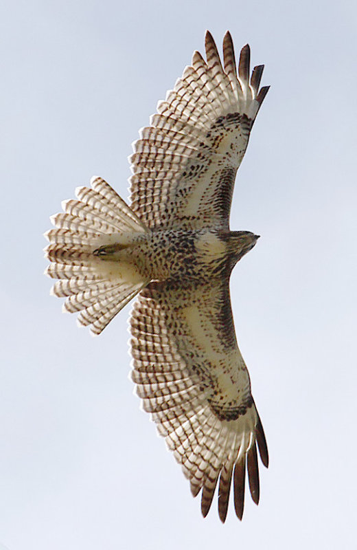 Red-tailed Hawk