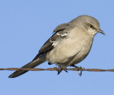 Northern Mockingbird