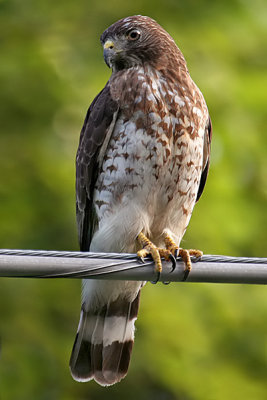 Broad-winged Hawk