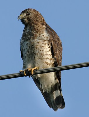 Broad-winged Hawk