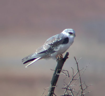 White-tailed Kite