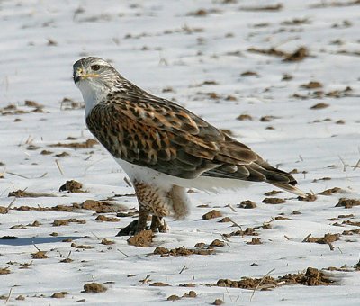 Ferruginous Hawk