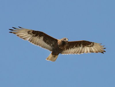 Ferruginous Hawk