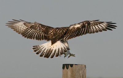 Ferruginous Hawk