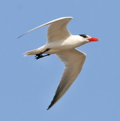 Caspian Tern