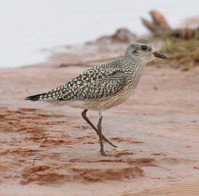 Black-bellied Plover