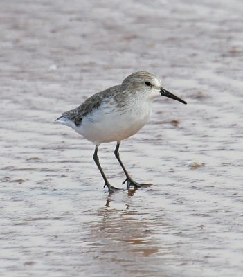 Western Sandpiper