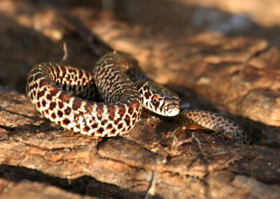 Eastern Yellow-bellied Racer