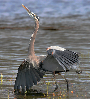 Herons, Bitterns, Storks, Ibises & Spoonbills