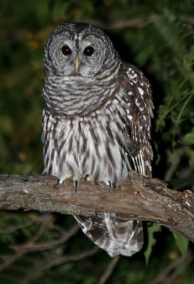 Barred Owl