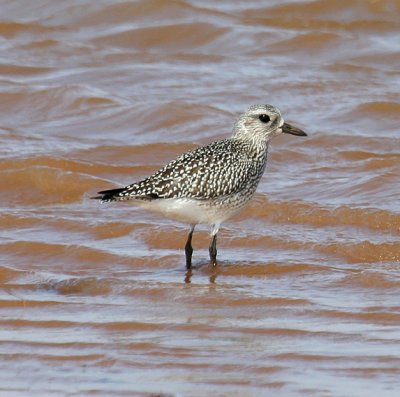 Black-bellied Plover