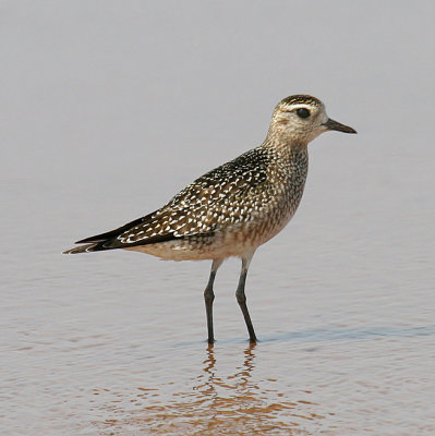 American Golden-Plover