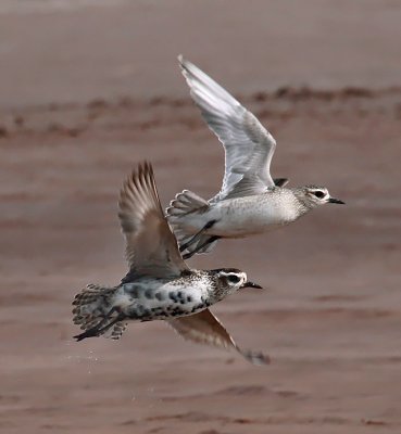 American Golden-Plover