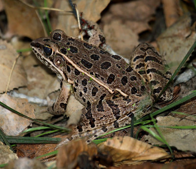 Plains Leopard Frog