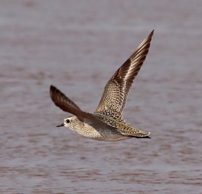 American Golden-Plover