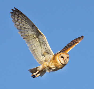 Barn Owl