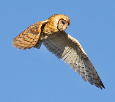 Barn Owl