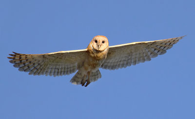 Barn Owl