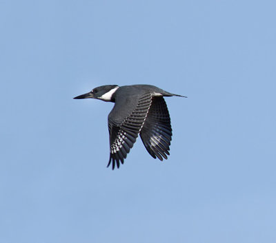 Belted Kingfisher