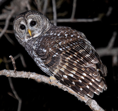 Barred Owl