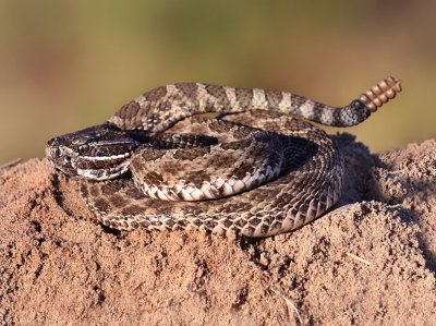 Western Massasauga Rattlesnake