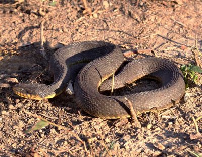 Plain-bellied Watersnake