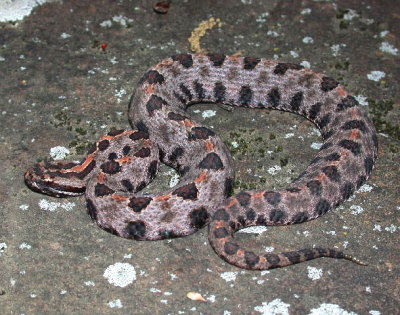 Western Pygmy Rattlesnake