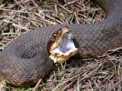 Cottonmouth