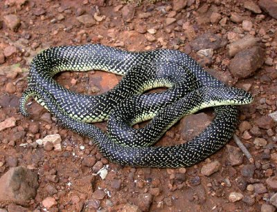 Speckled Kingsnake