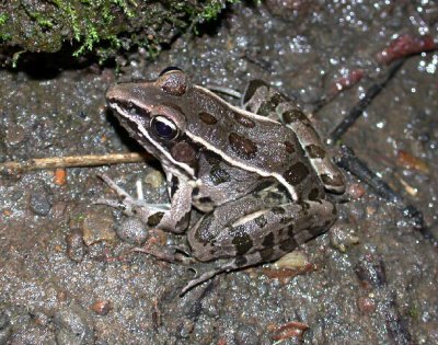 Southern Leopard Frog