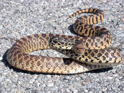 Bullsnake