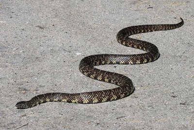 Florida Kingsnake